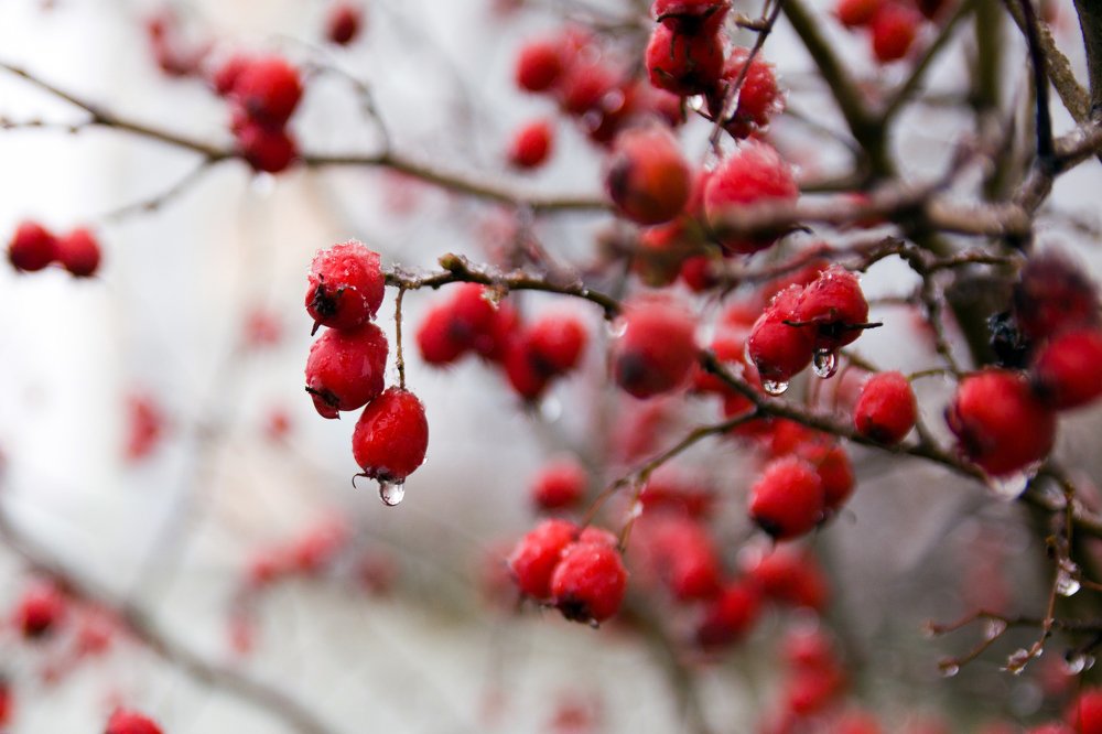 Фотография автора Гудкова Светлана