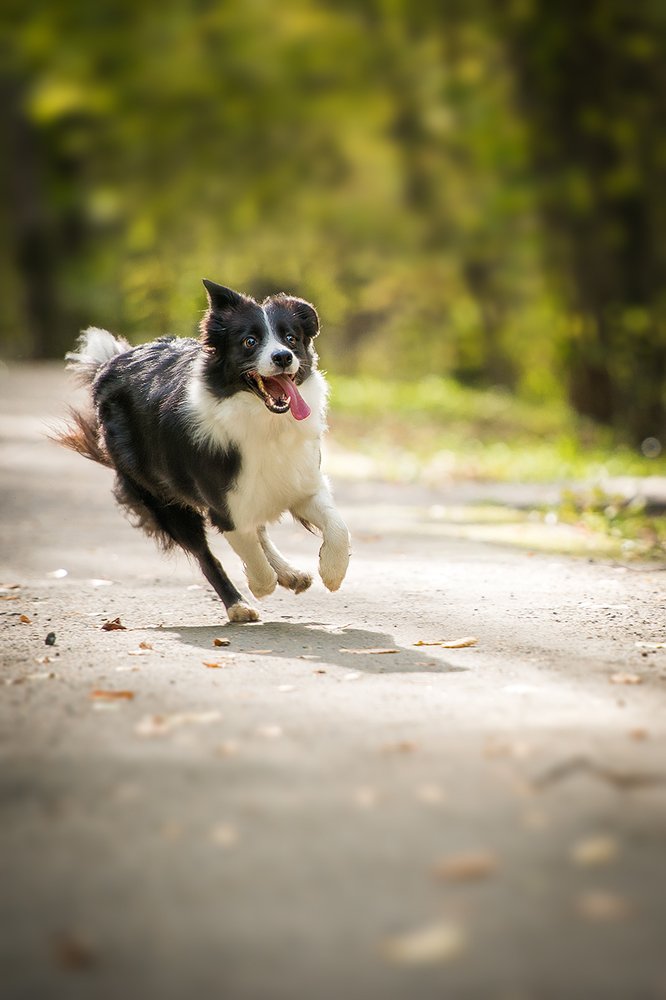 Эх пробегусь!