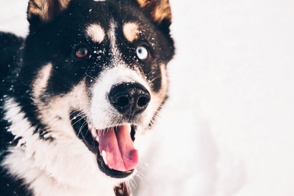 Снежный пёс