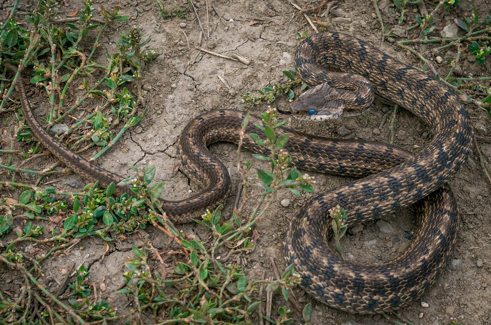Elaphe quatuorlineata