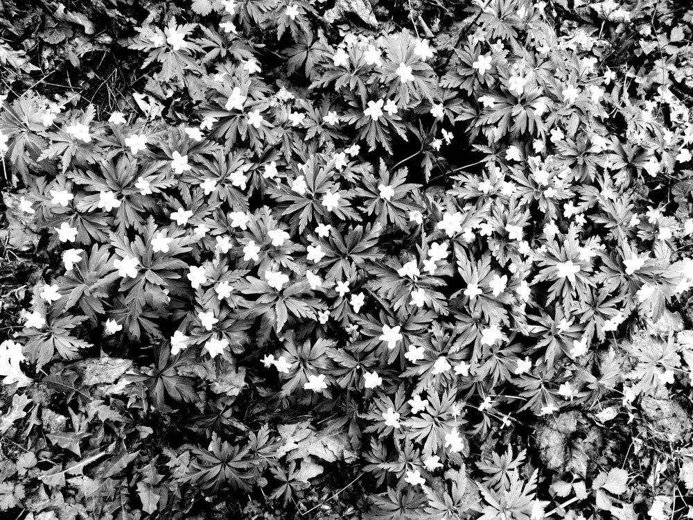 Texture of little flowers, black&white photo