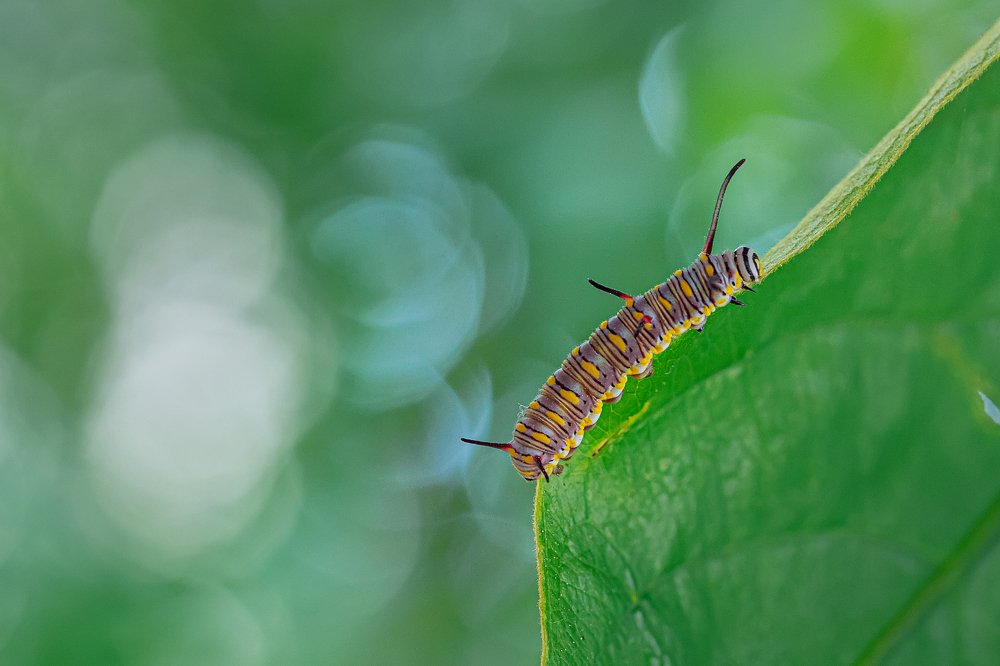 Caterpillar