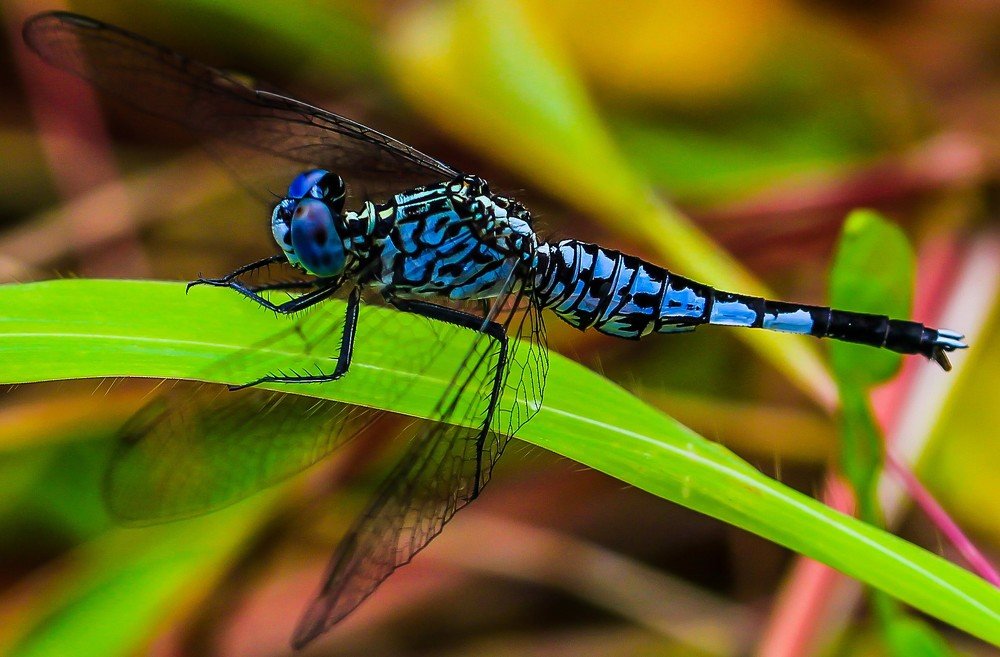 Photograph by Anupam More