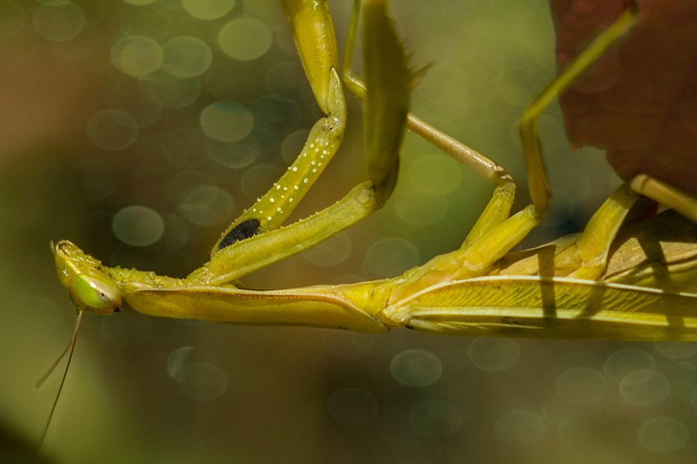 Позирующий богомол...