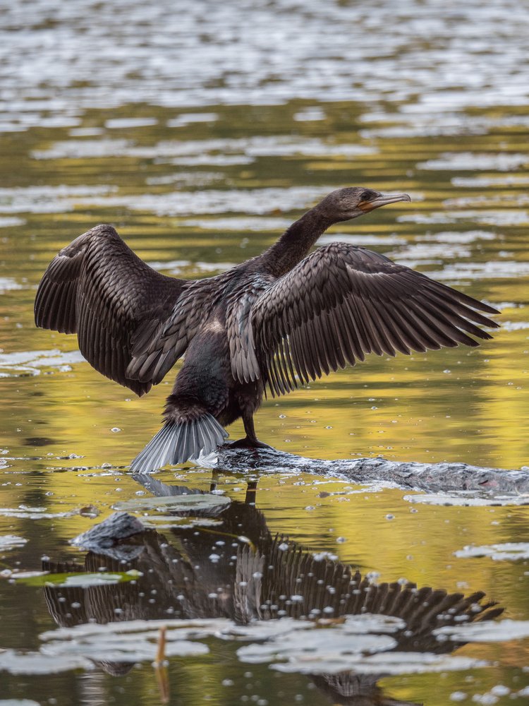 Photograph by Вячеслав Криволуцкий