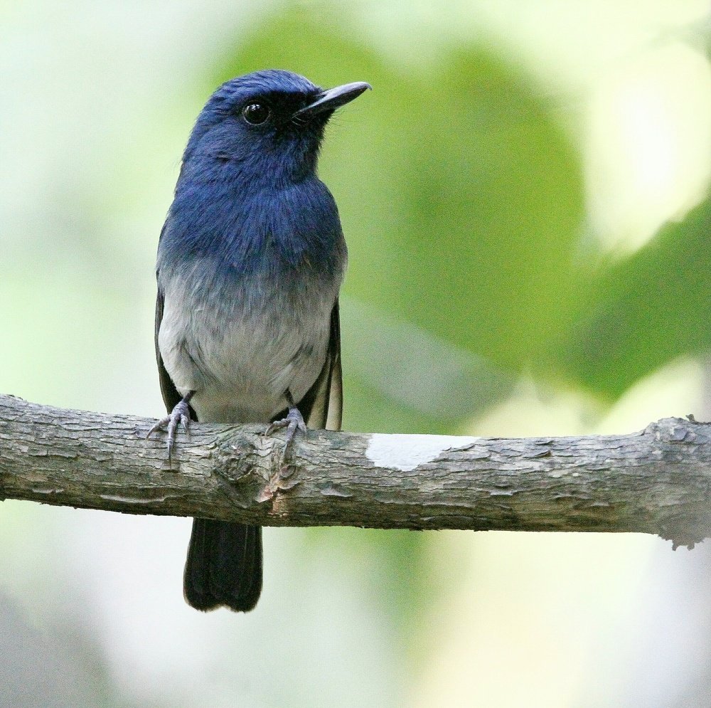 Photograph by prabhakar Gujjarappa