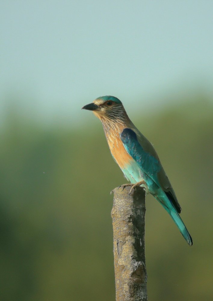 Photograph by prabhakar Gujjarappa