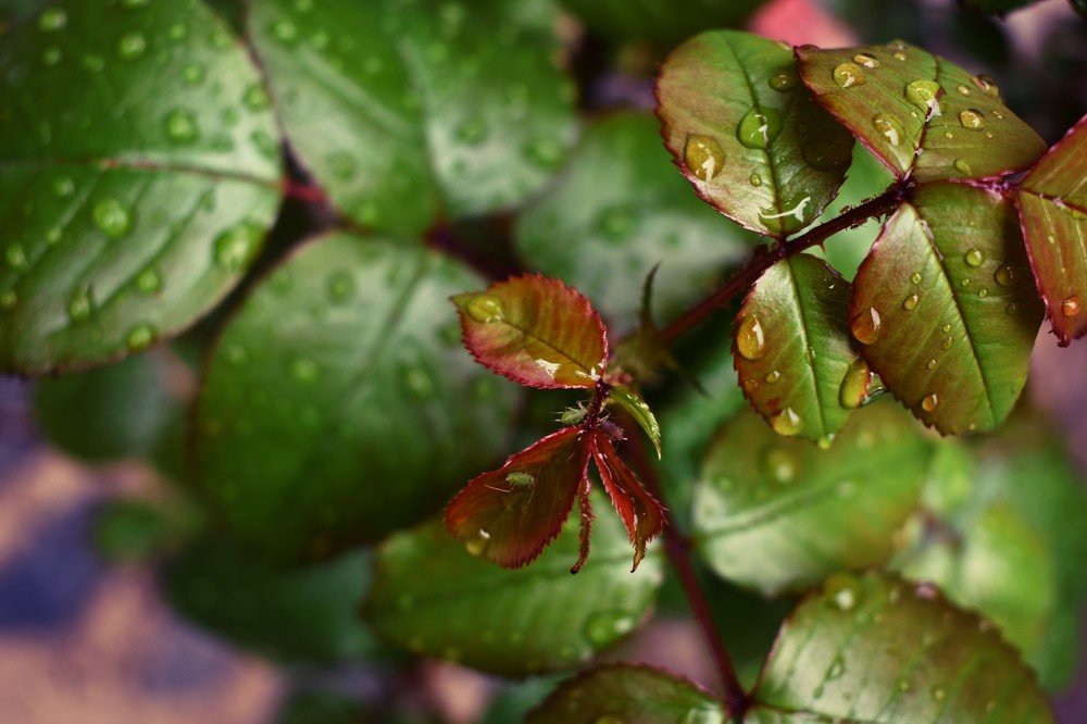 Розы после дождя