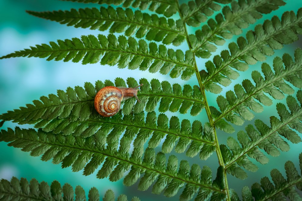 Хозяйка папоротника