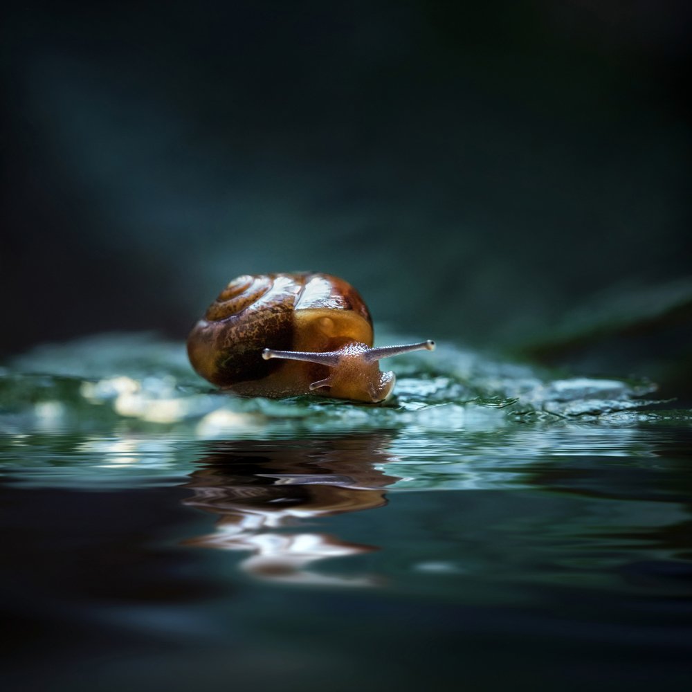 В лунном сиянии