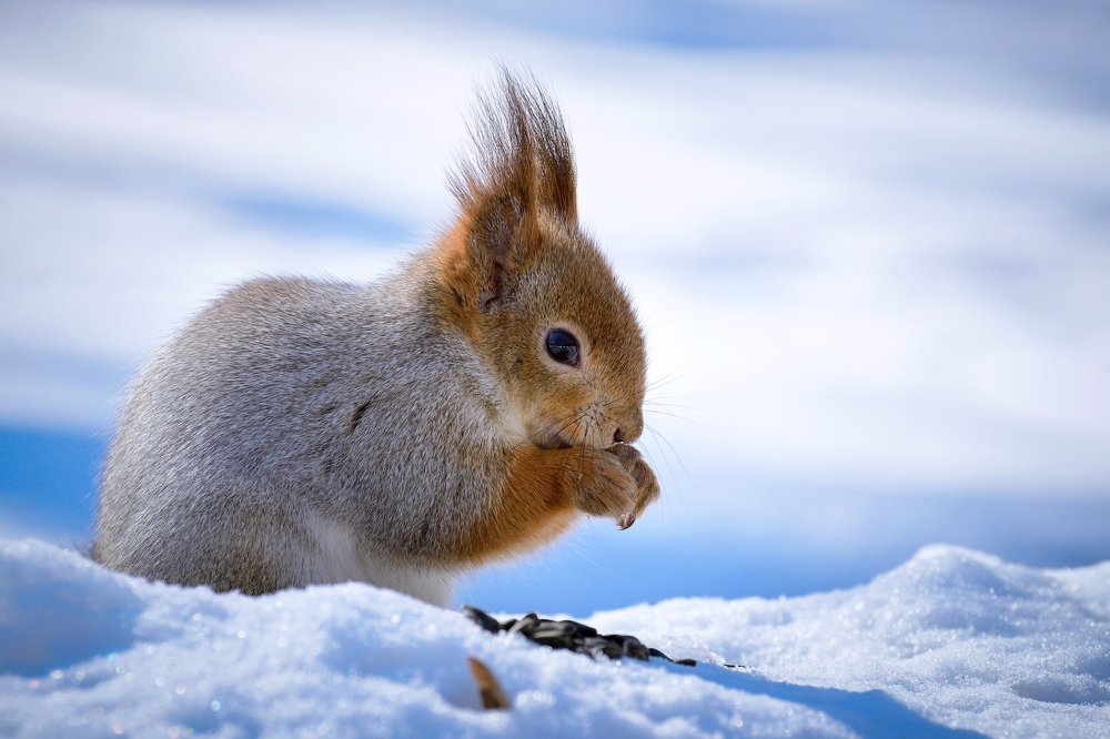 Ужин белочки