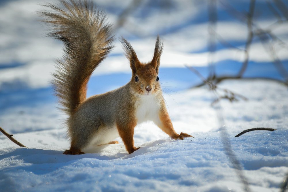 Хвост трубой