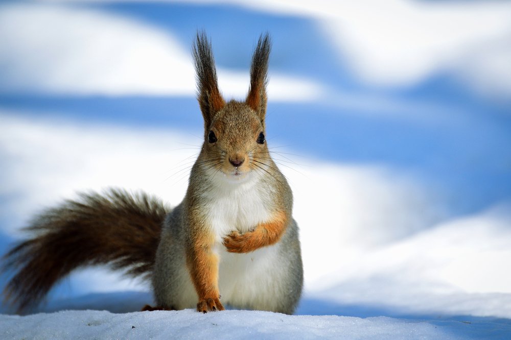 От всего сердца