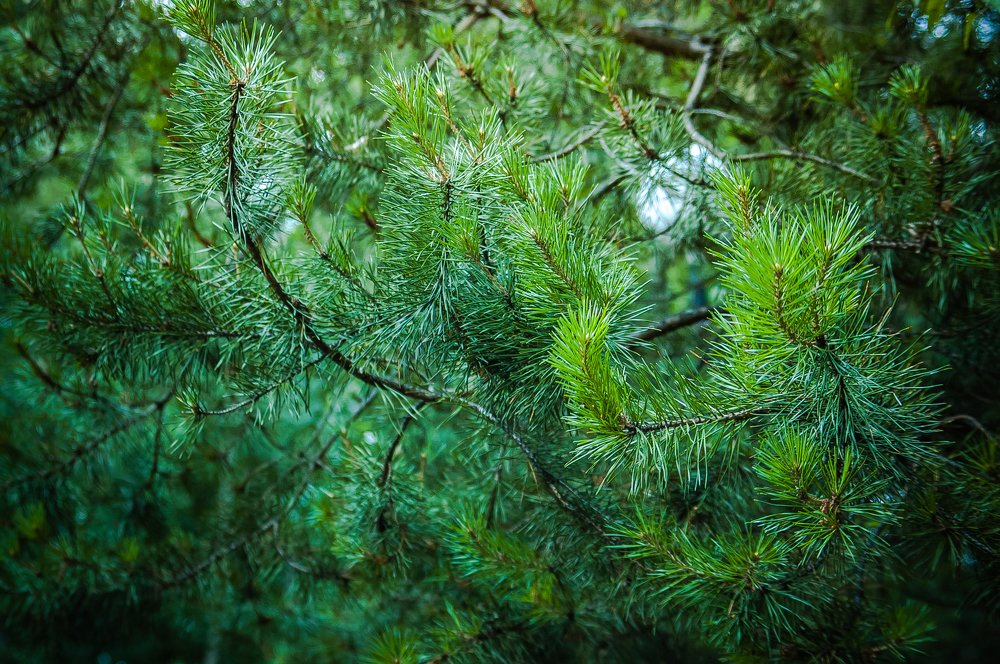 Танец ветвей