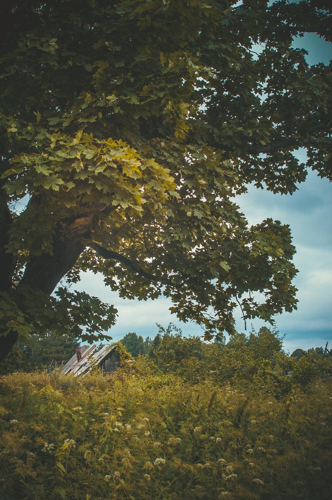 Дуб могучий