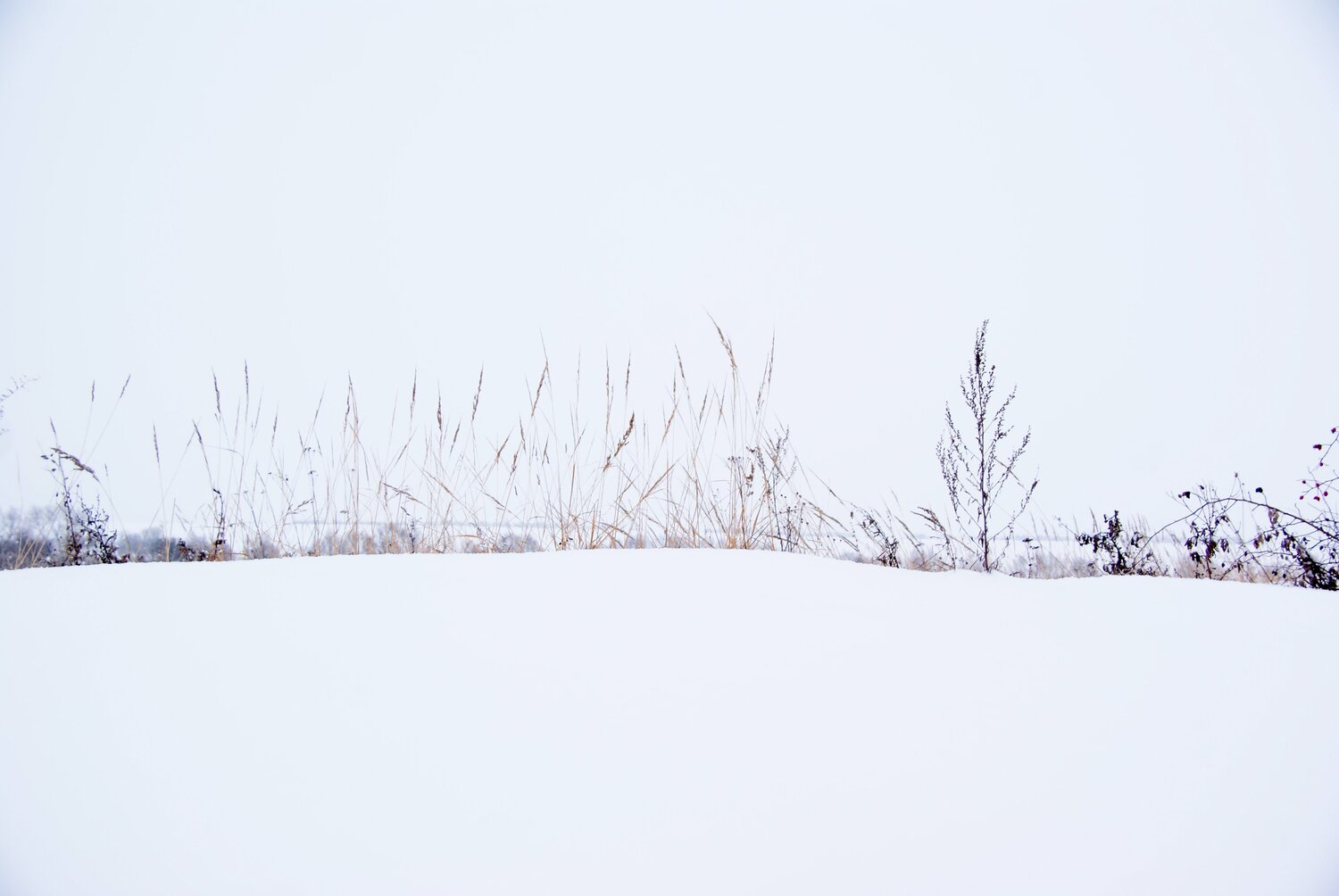 Photo #3669444