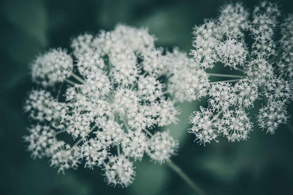 Сныть обыкновенная