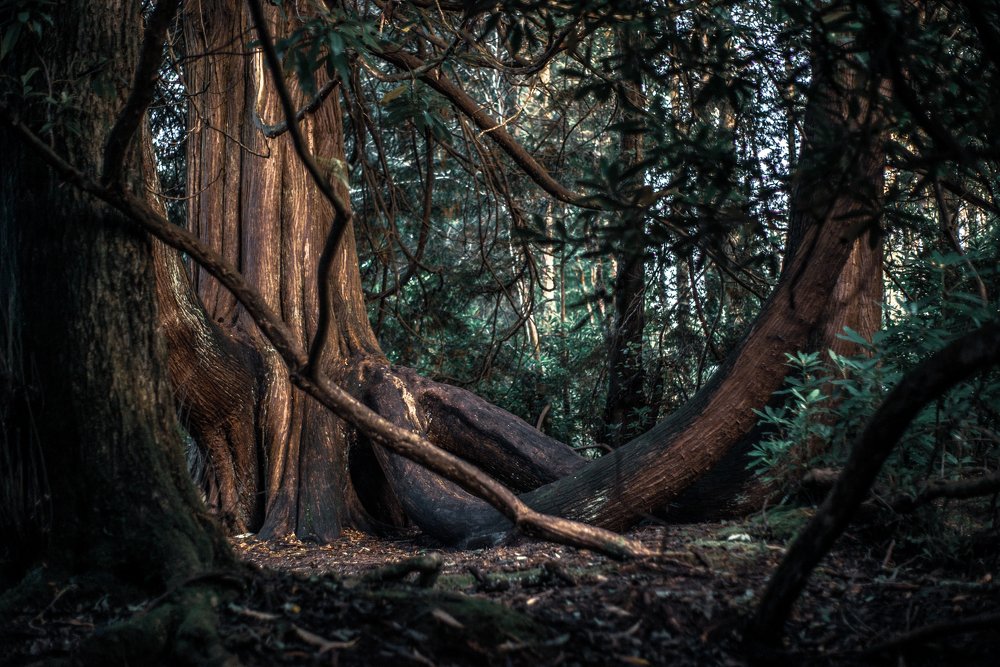 Photograph by Krzysztof Jędrzejewski