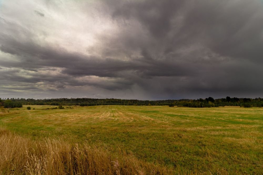 перед дождем...