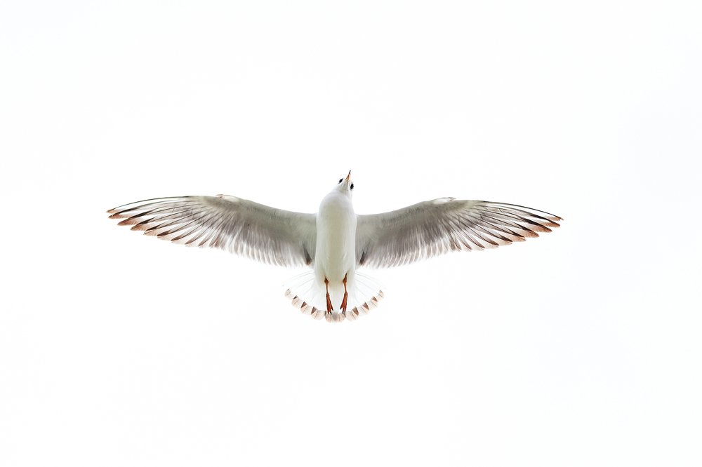 Photograph by Йомка