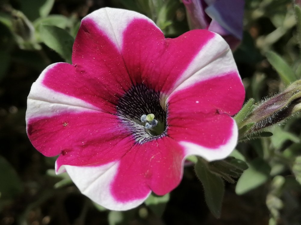 Photograph by tanase nicolae