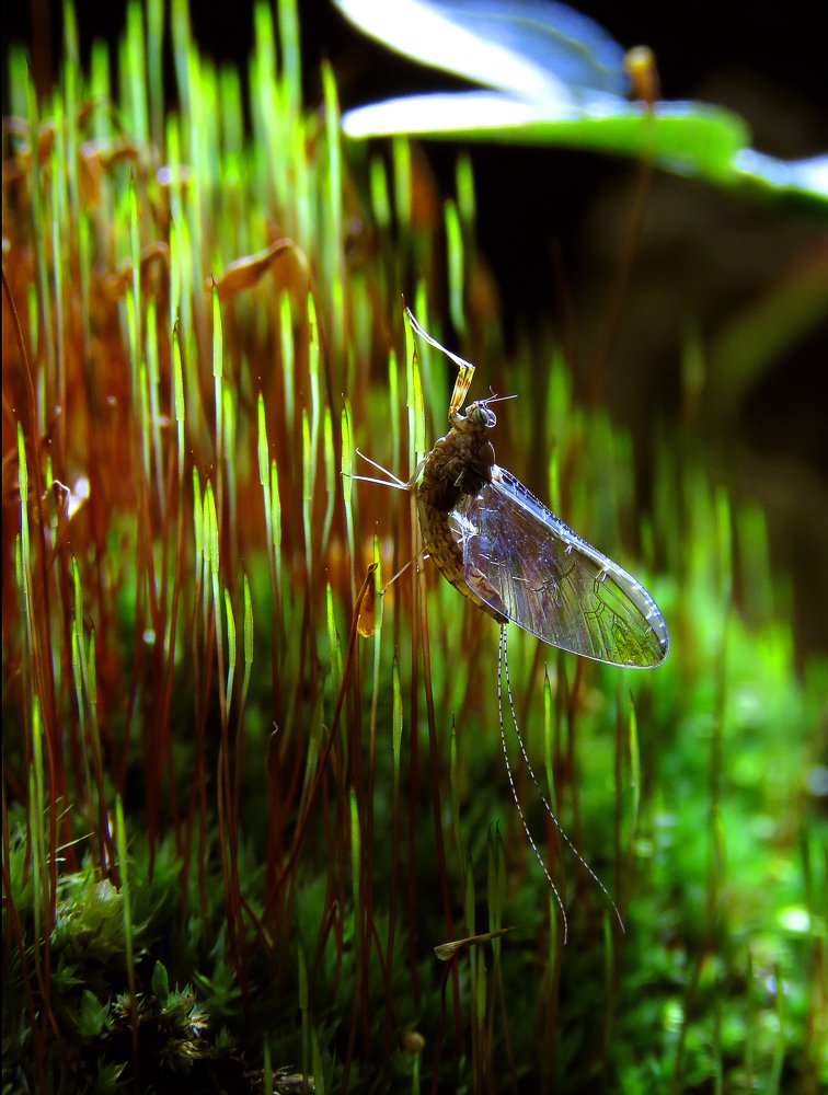 Photograph by Ромил Федоров