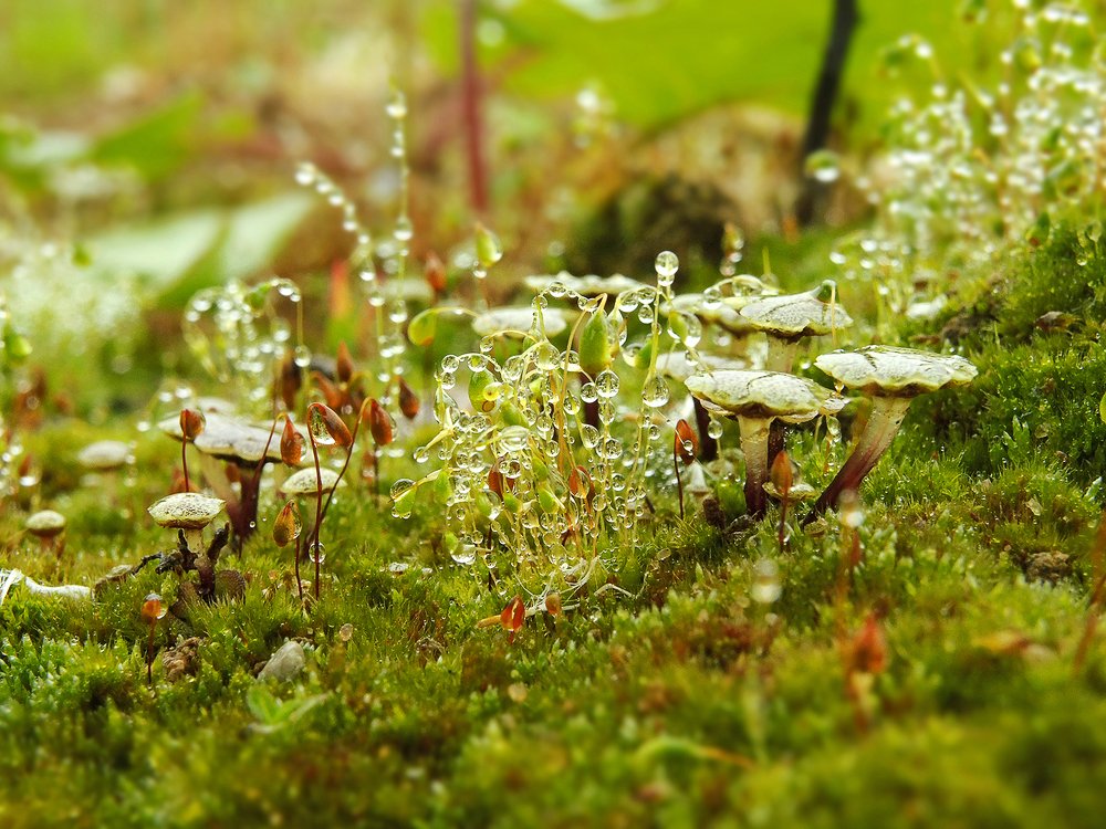 Photograph by Ромил Федоров