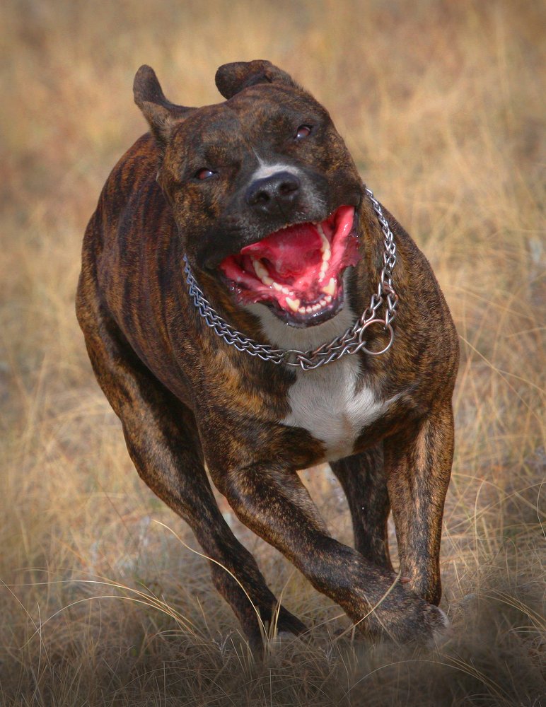 дикий зверь