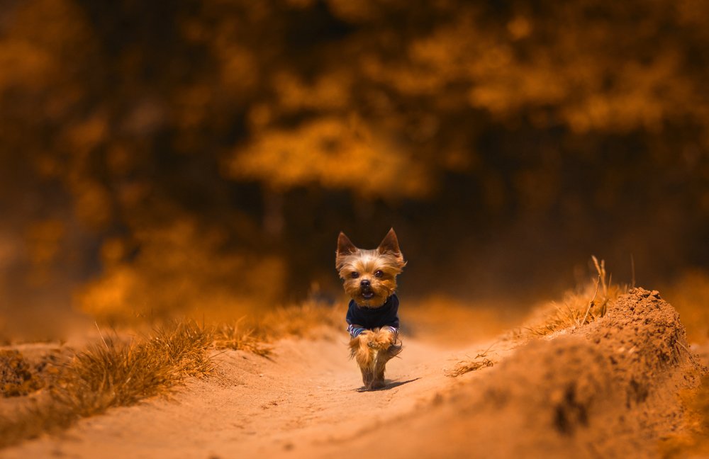 Photograph by Чмиль Валерия