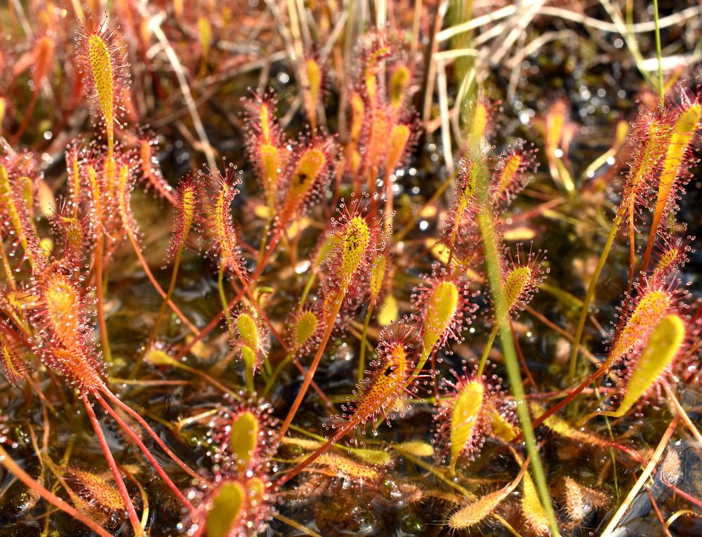 Photograph by Илья Сандлер