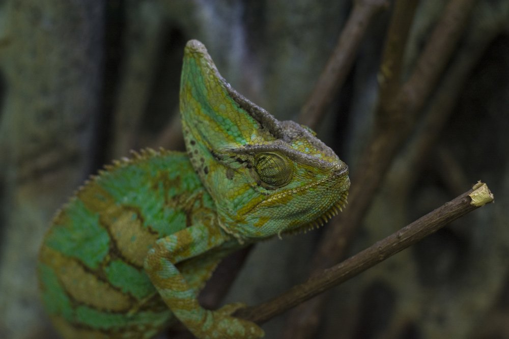 Photograph by Алла Шаталова