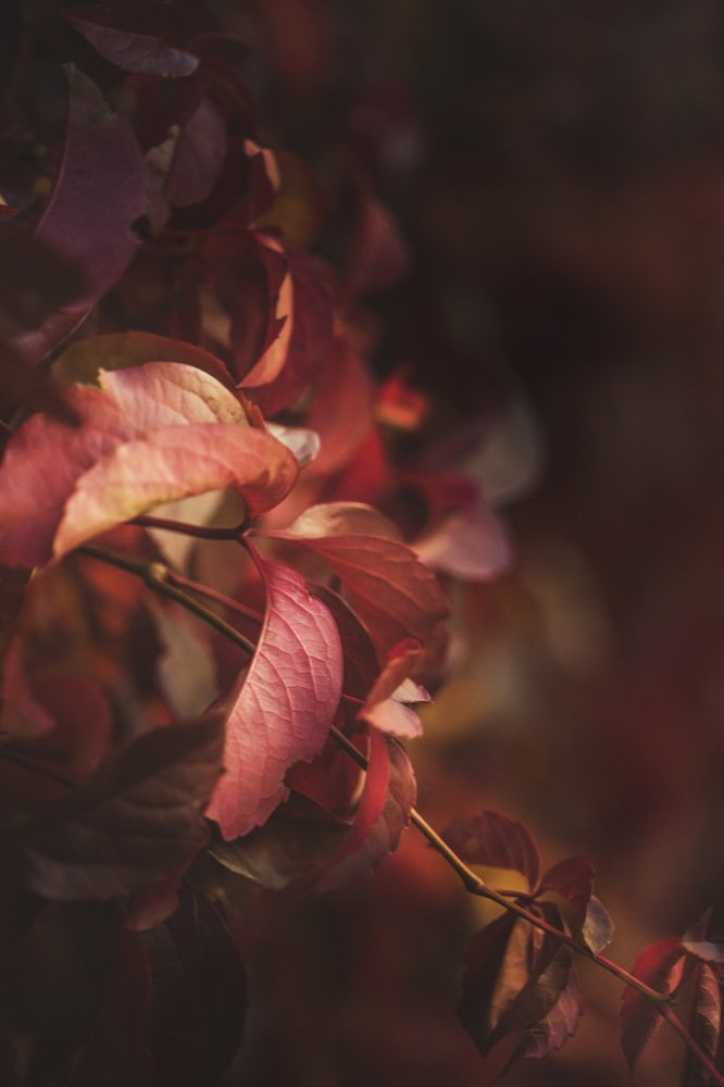 Фотография автора Lujza Stoklas