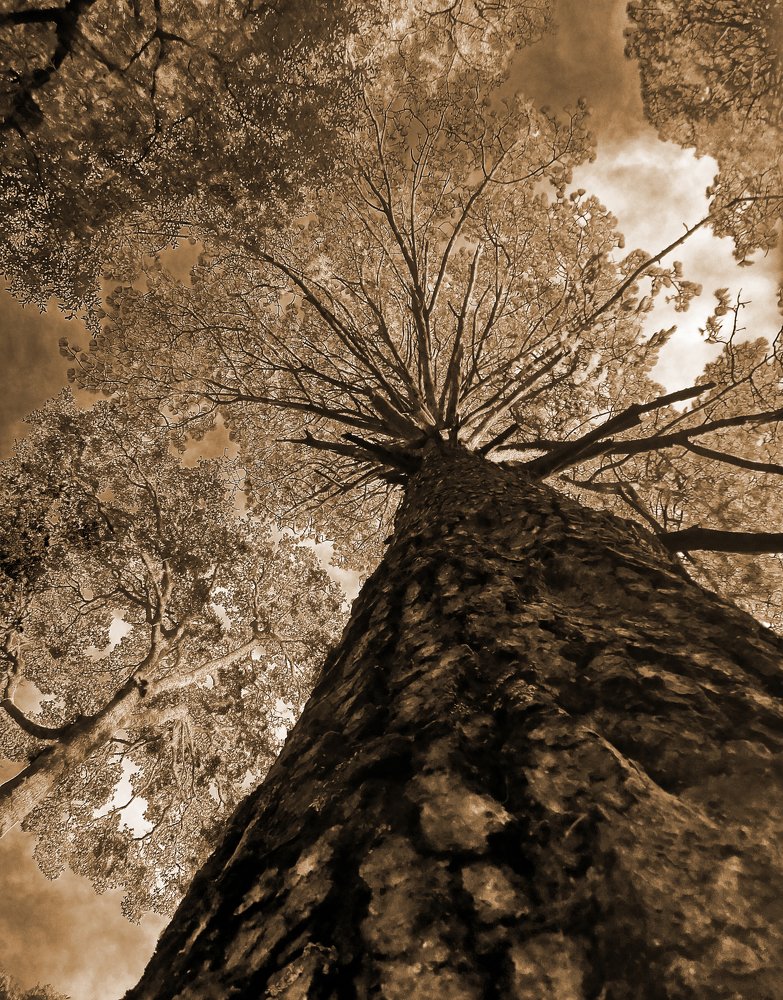 Tall tree at los columpios.