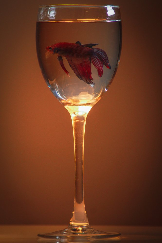 Photograph by Prajjwal Garg