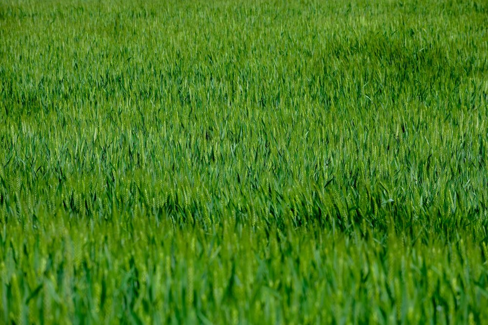 Photograph by Gábor Maczkó