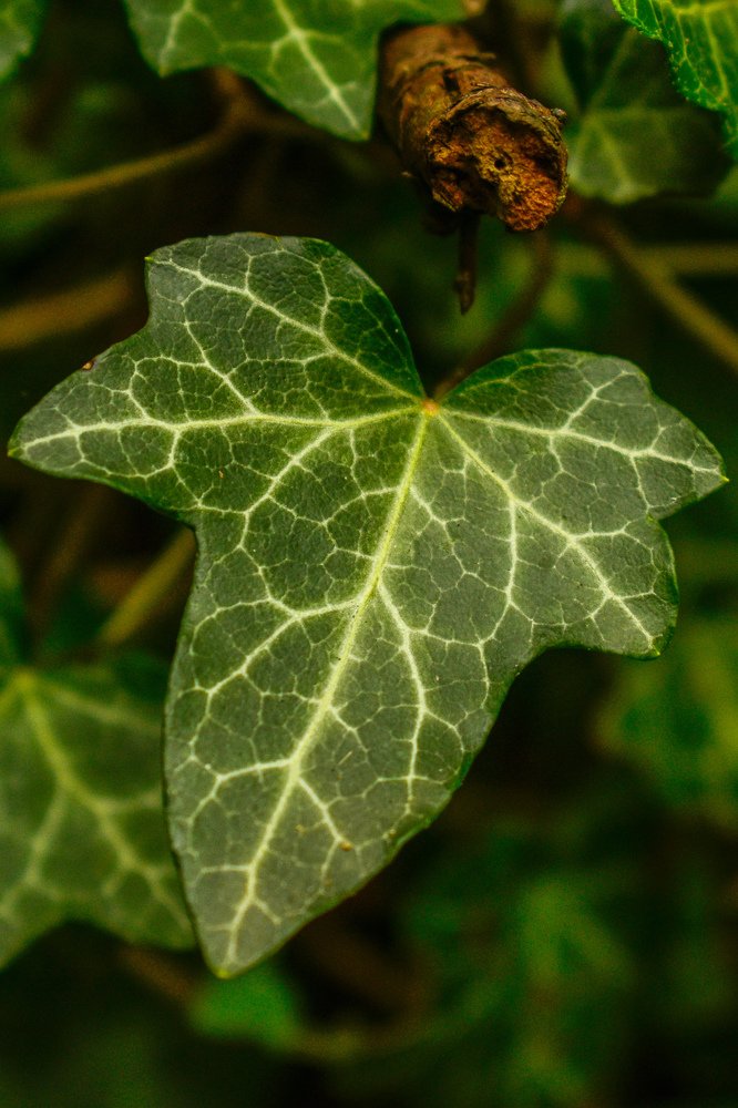 Photograph by Gábor Maczkó