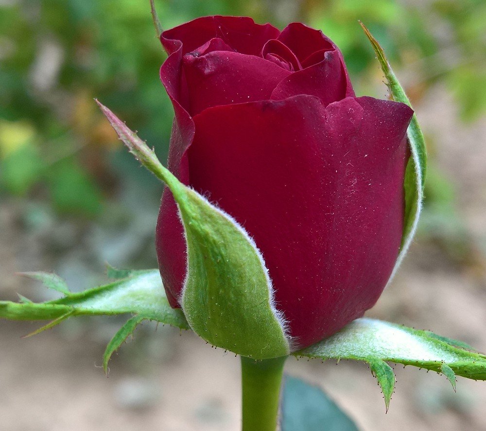 Photograph by Umida Yusupova