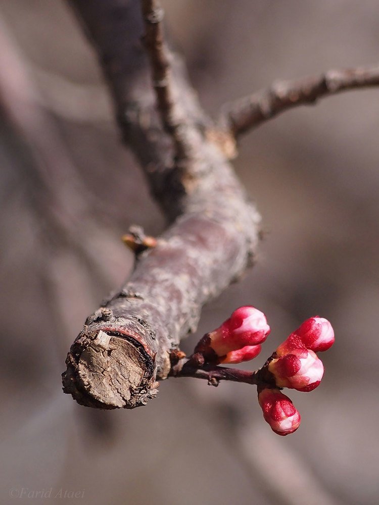 Photograph by Farid Ataei