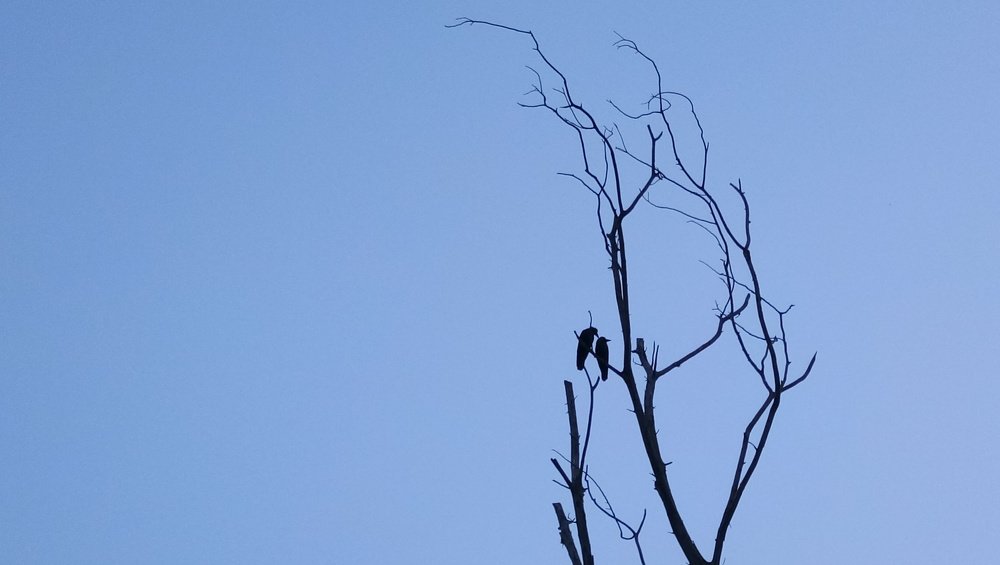 Birds love