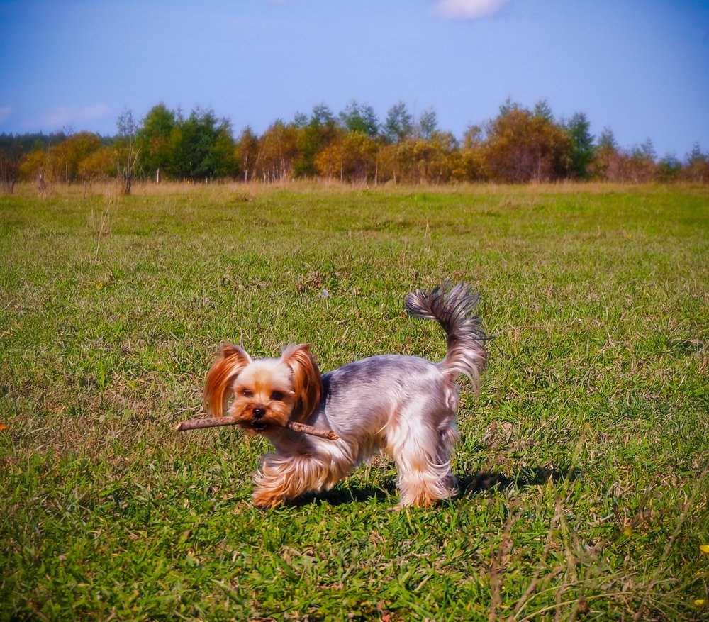 Фотография автора Olena Vorotyntseva