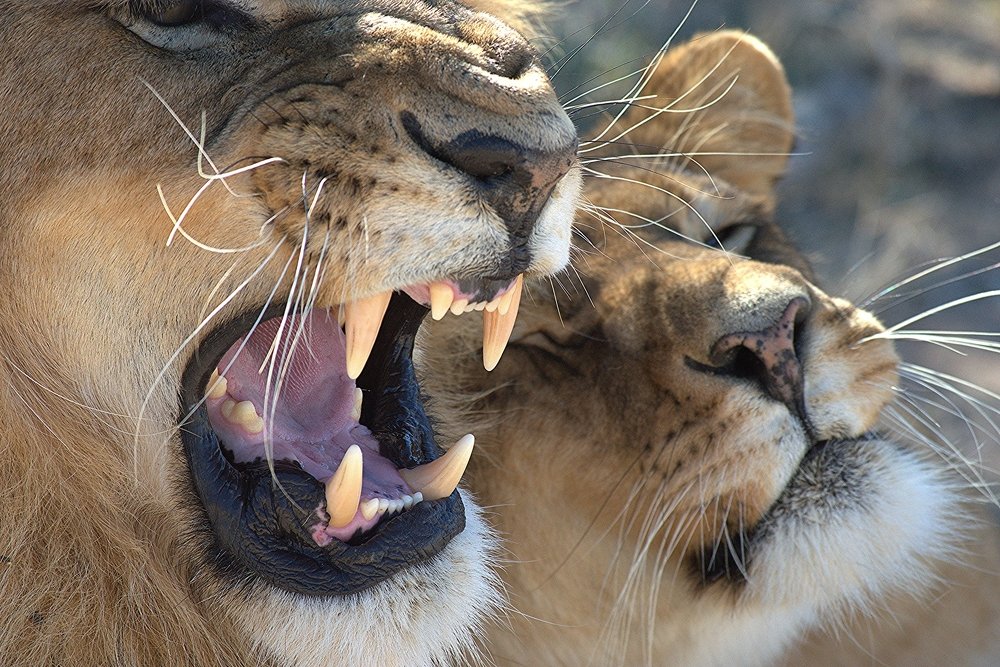 Photograph by Madelein Pretorius