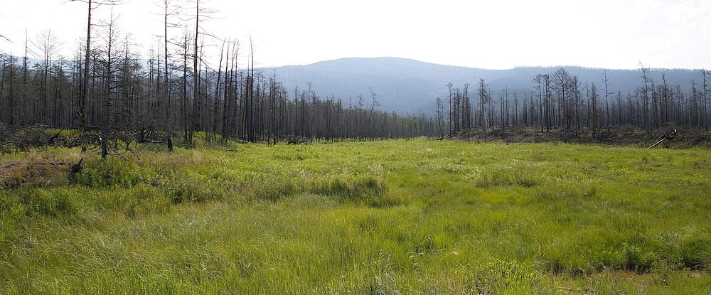 Новая, зеленая жизнь на мысе Хакусы . Берег Озера Байкал.