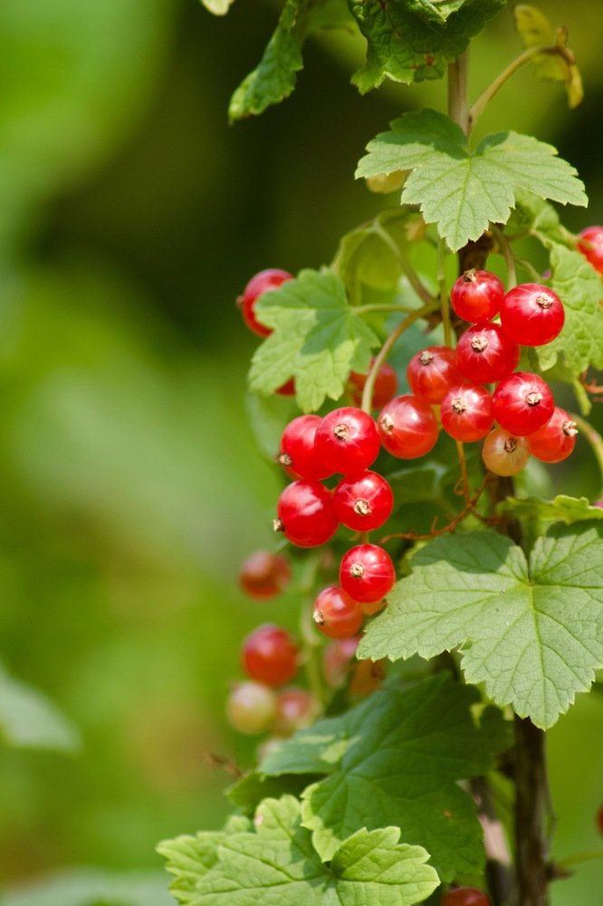 Photograph by Анастасия Полищук