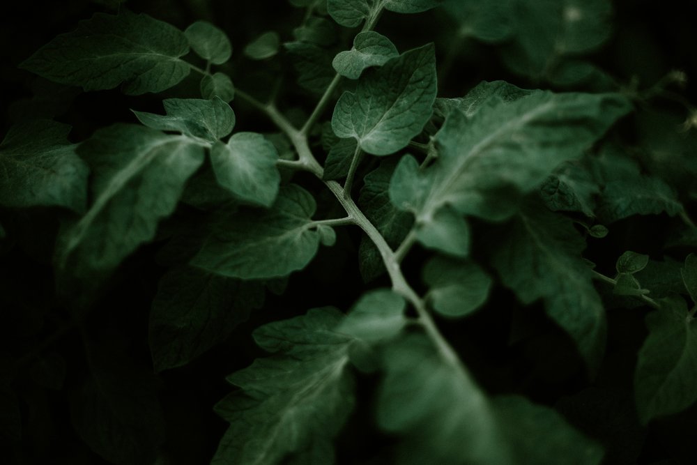 Photograph by Emilija Juškovė