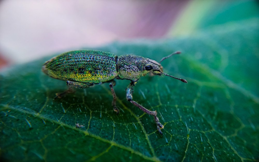 Photograph by Ranjit Mondal