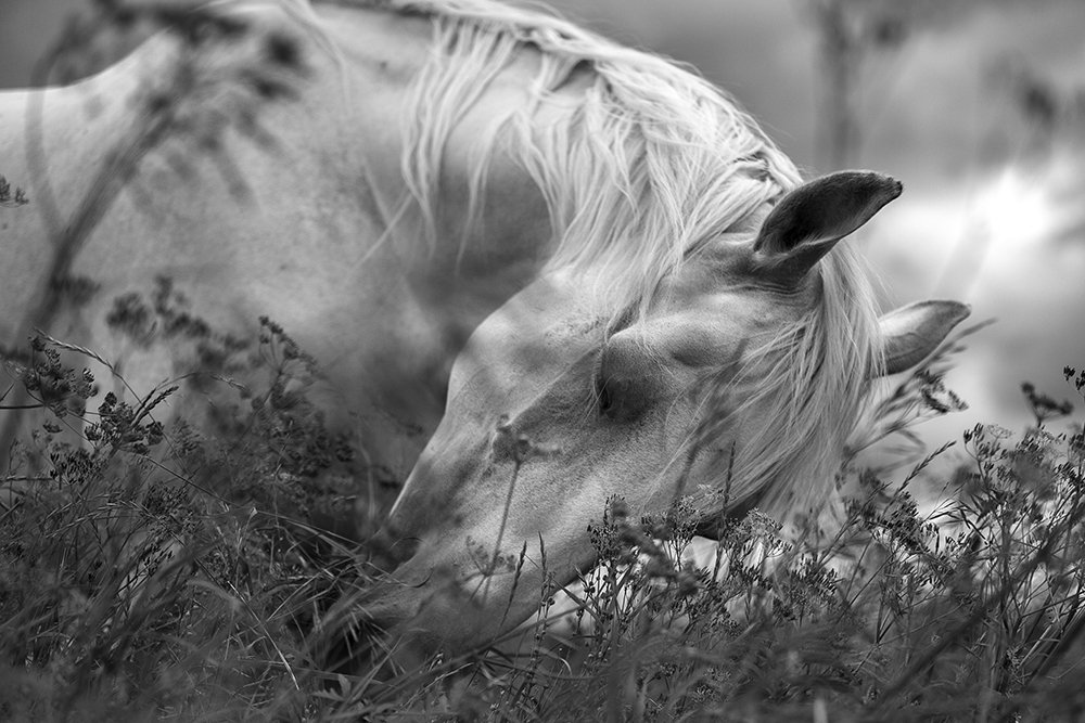 Photograph by Игорь Глазунов