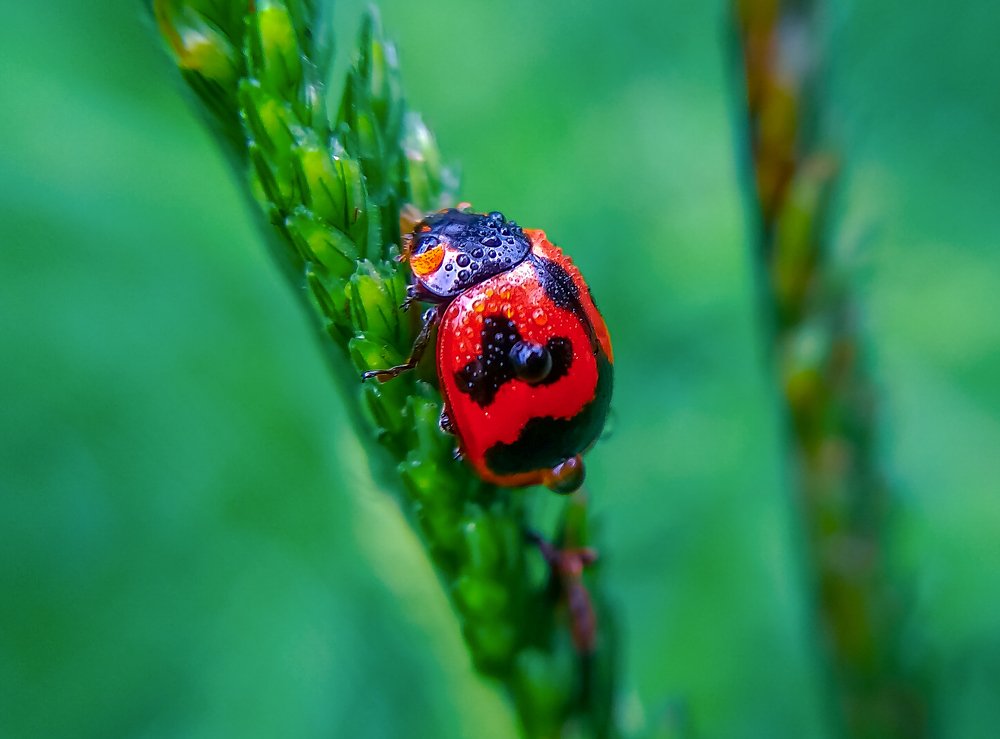 Photograph by Ranjit Mondal