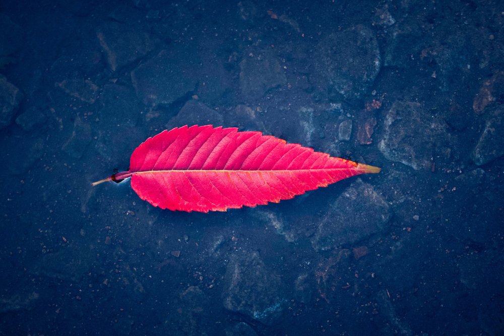 Photograph by Алла Вовк