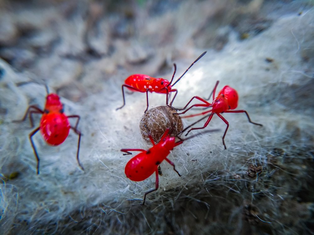 Photograph by Ranjit Mondal