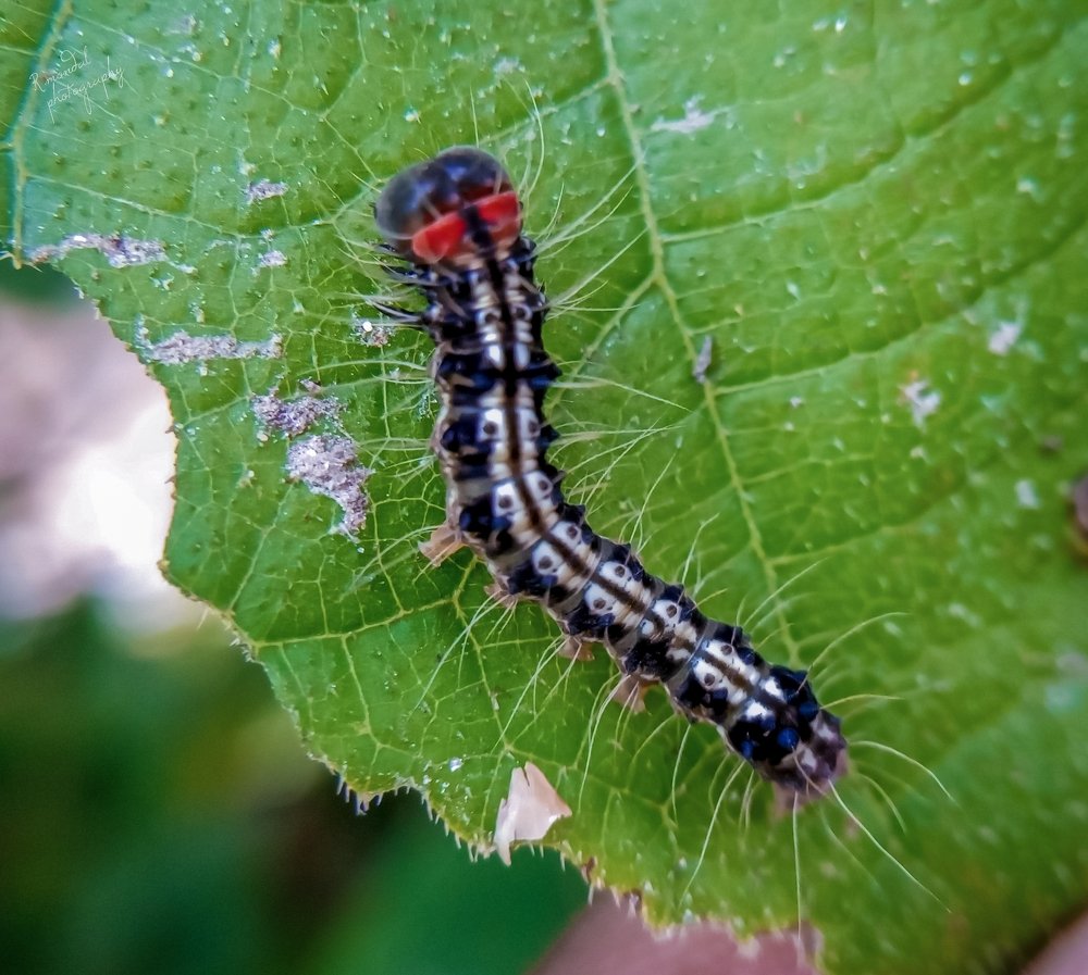 Photograph by Ranjit Mondal